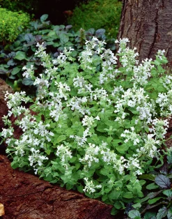 Bergnepeta 'Snowflake'>Omnia garden Online