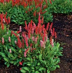 Bergormrot 'Darjeeling Red'>Omnia garden Online