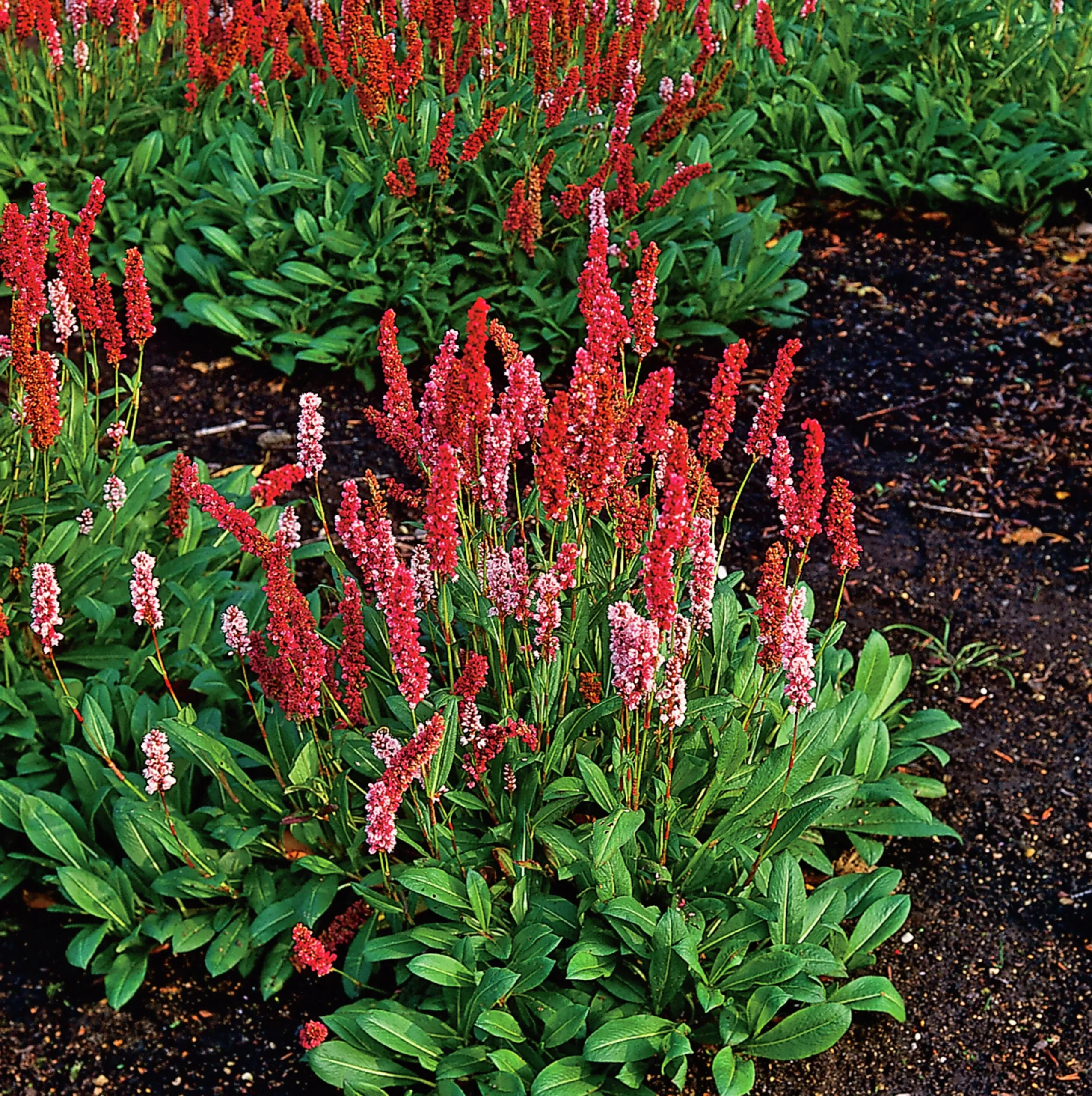 Bergormrot 'Darjeeling Red'>Omnia garden Online