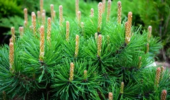 Bergtall Låg 'Mugo' Krukodlad>Omnia garden New