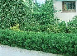 Bergtall Låg 'Mugo' Krukodlad><noscript><img width=
