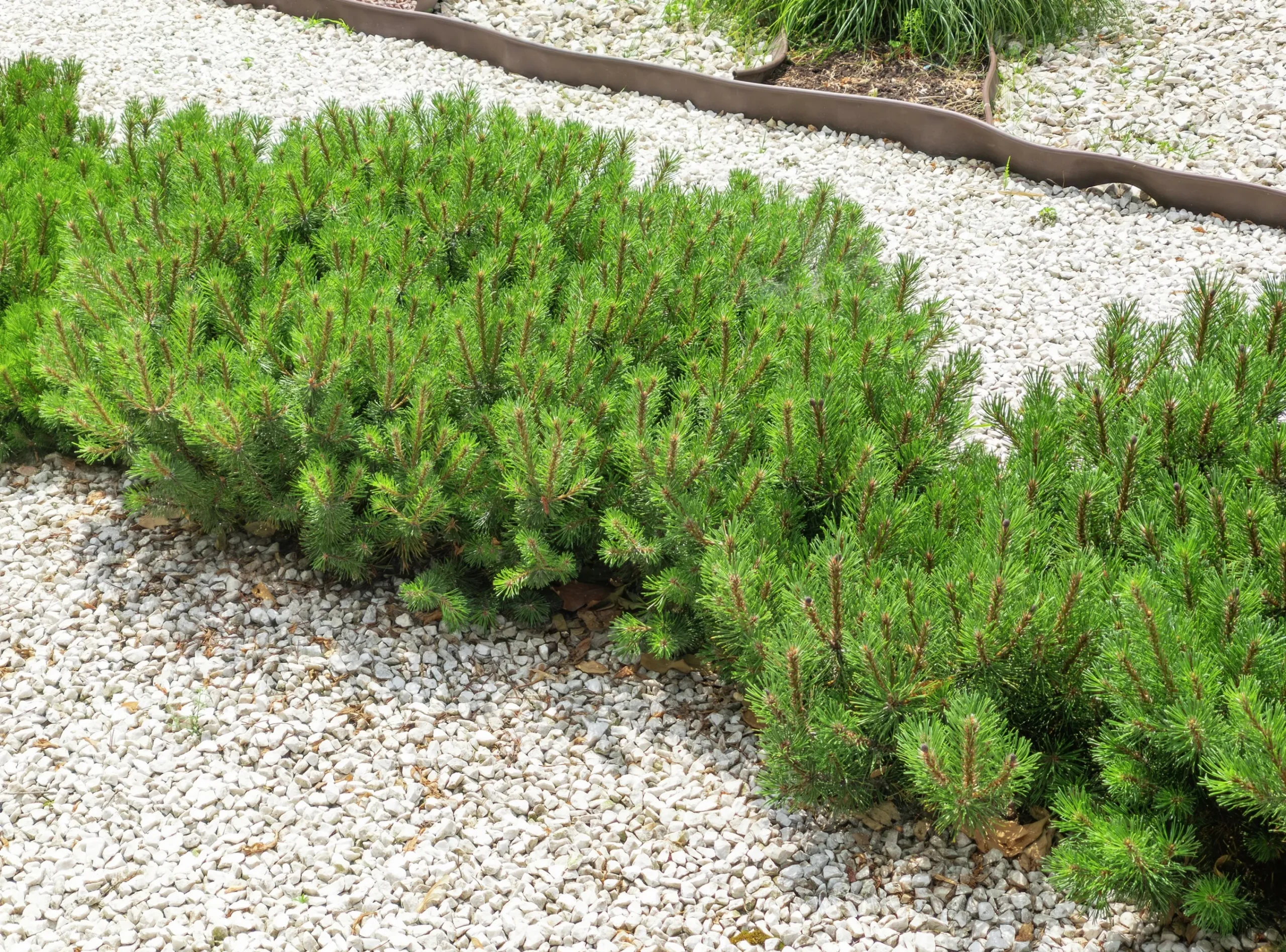 Bergtall Liten 'Pumilio' Krukodlad>Omnia garden Clearance