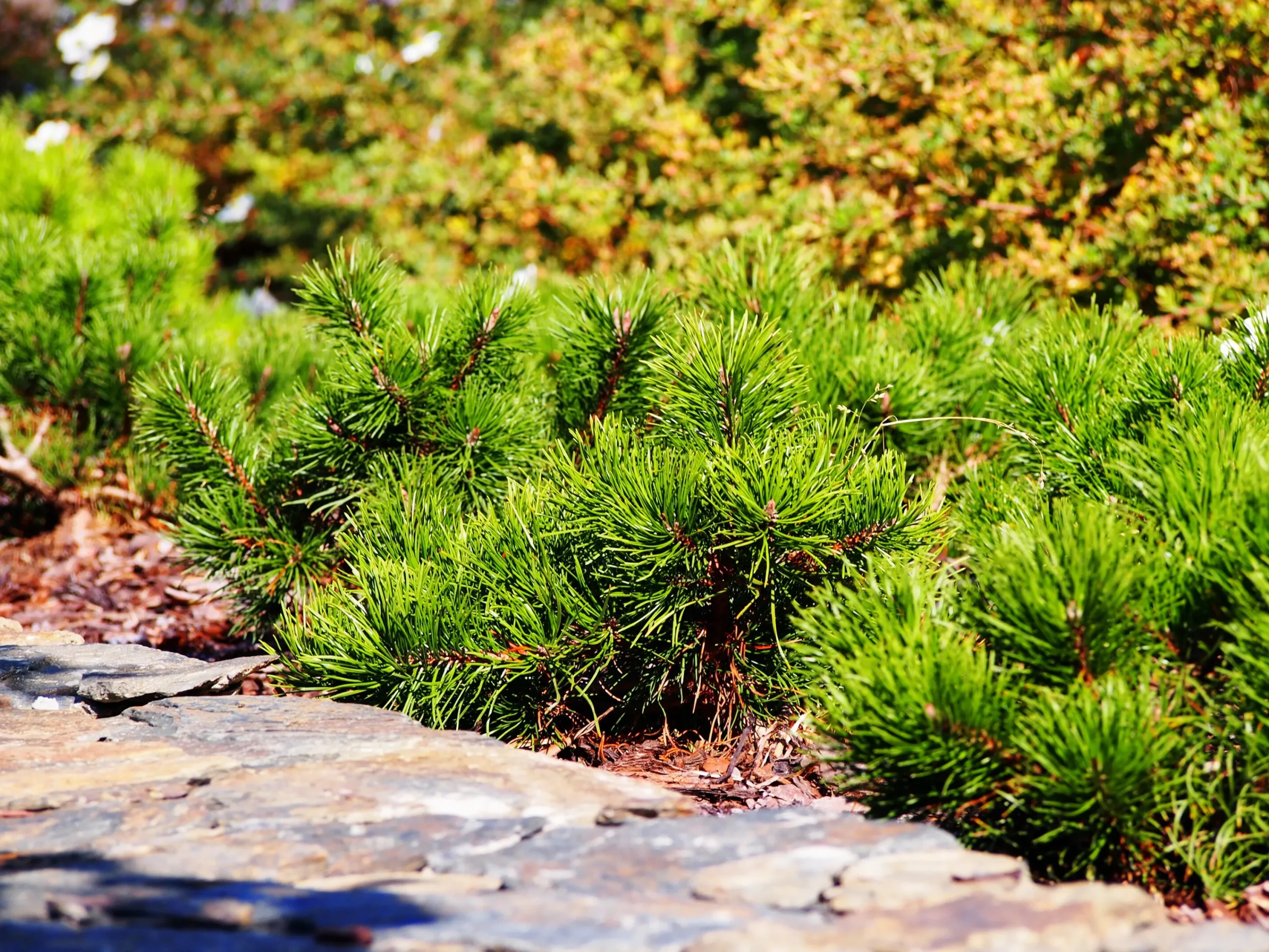 Bergtall Liten 'Pumilio' Krukodlad>Omnia garden Clearance