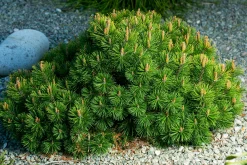 Bergtall Liten 'Pumilio' Krukodlad><noscript><img width=