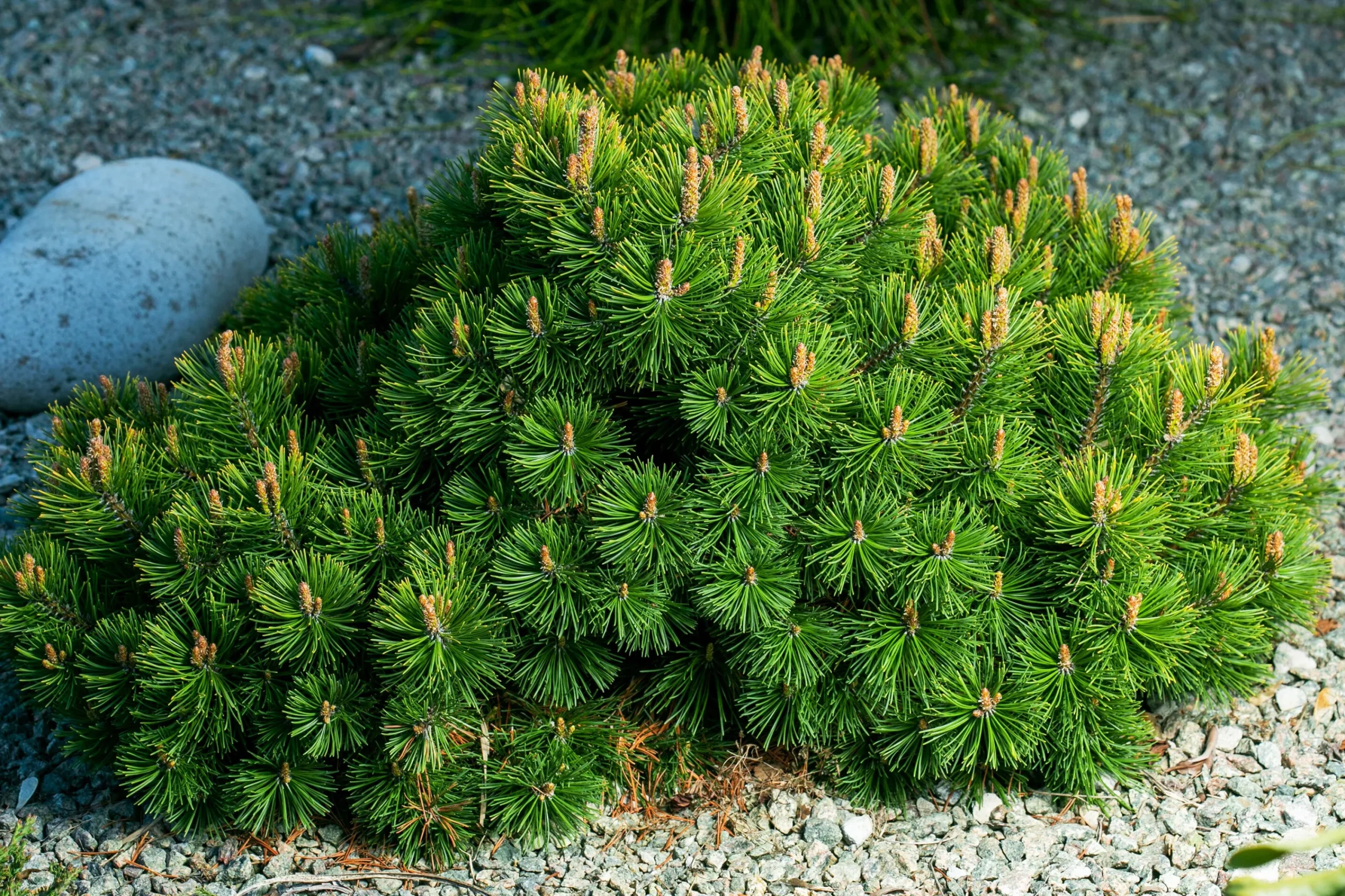 Bergtall Liten 'Pumilio' Krukodlad>Omnia garden Clearance