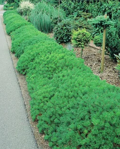 Bergtall Liten 'Pumilio' Krukodlad><noscript><img width=