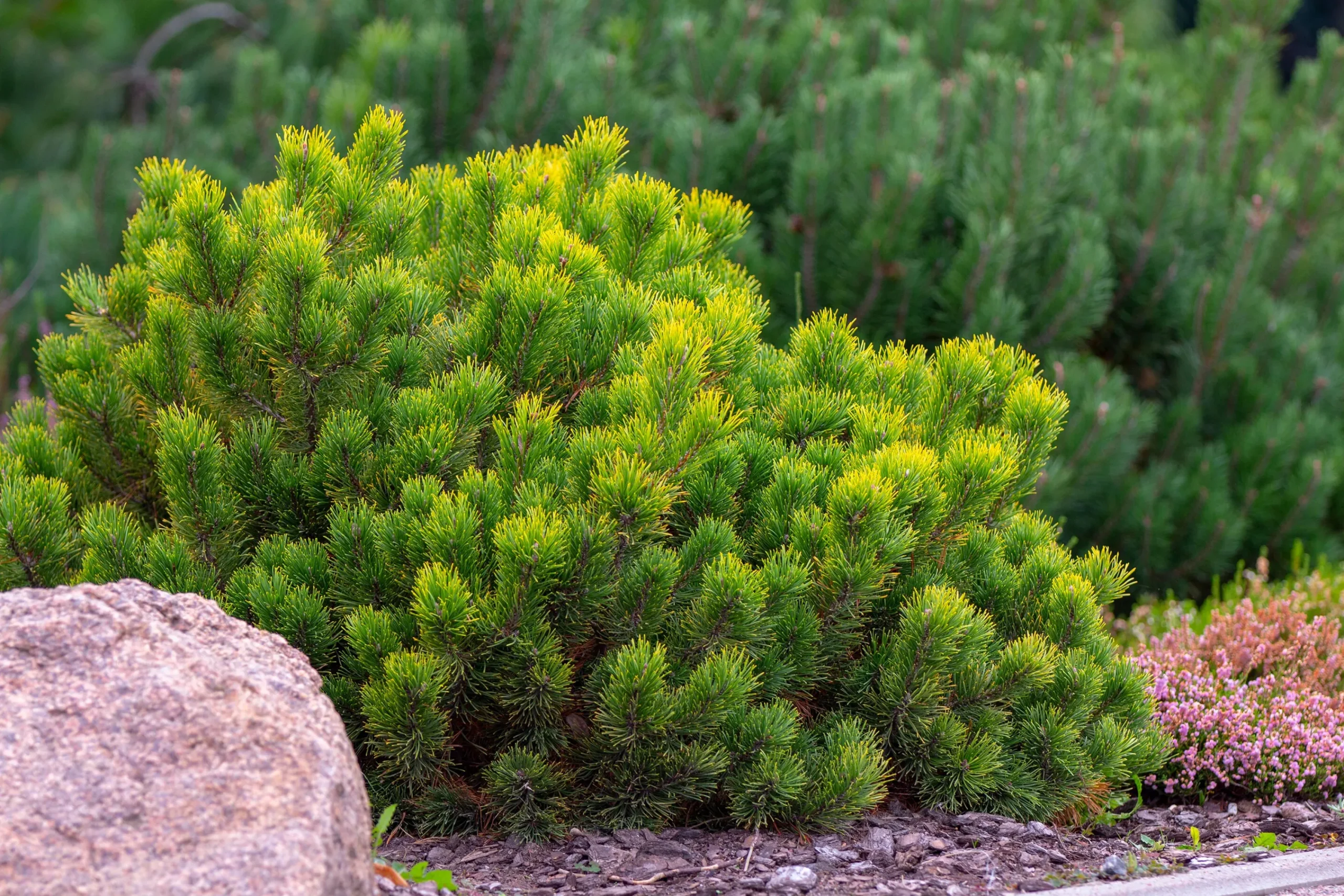 Bergtall Liten 'Pumilio' Krukodlad>Omnia garden Clearance