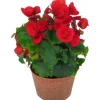 Betuliabegonia lat. Begonia x hiemalis>Mäster Grön Clearance