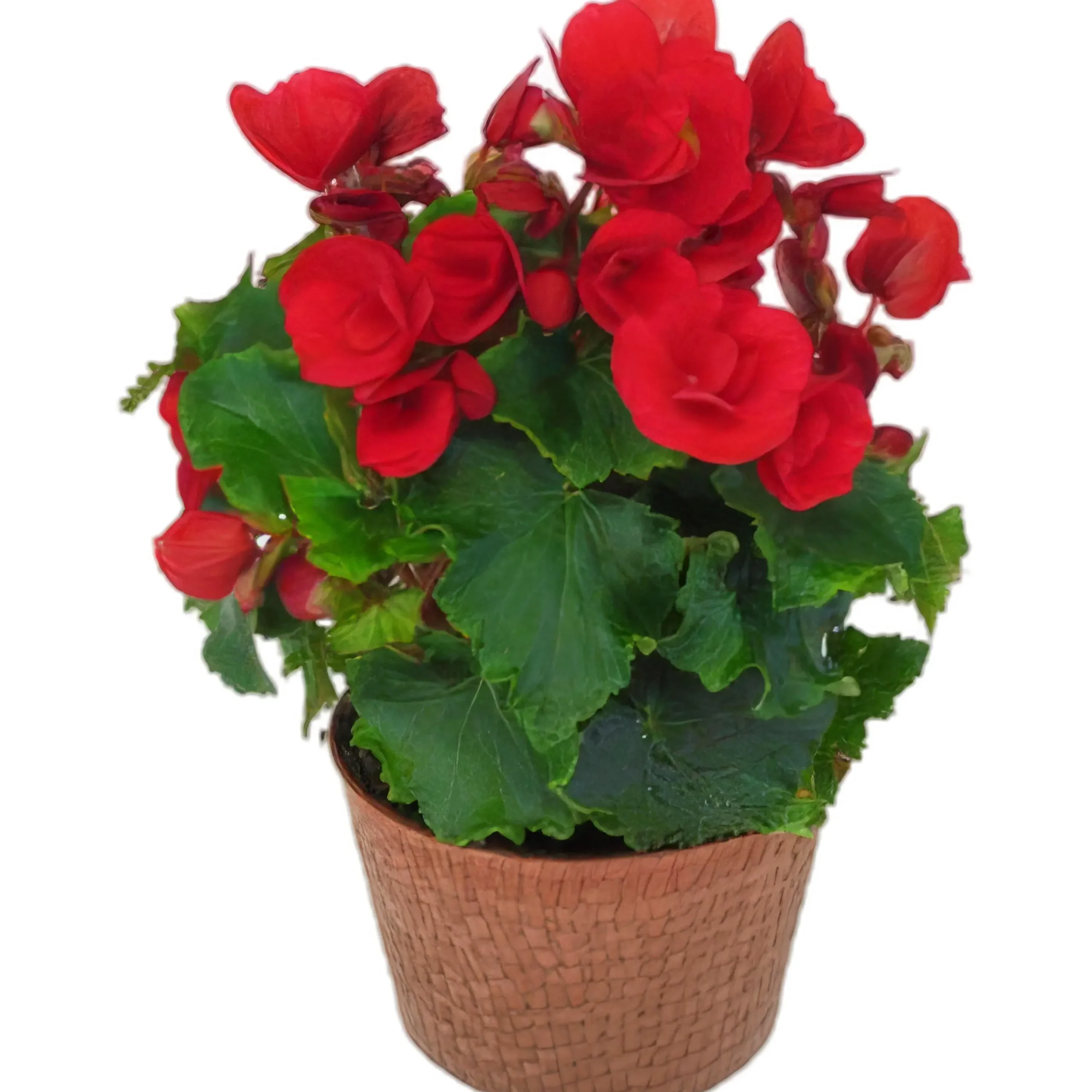 Betuliabegonia lat. Begonia x hiemalis>Mäster Grön Clearance