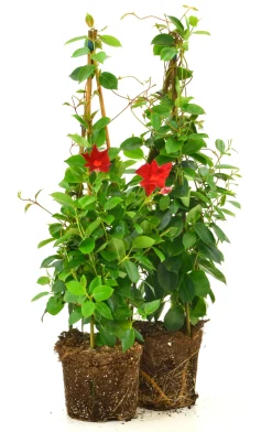 Bägarranka lat. Mandevilla sanderi Pyramid 70cm>Mäster Grön New