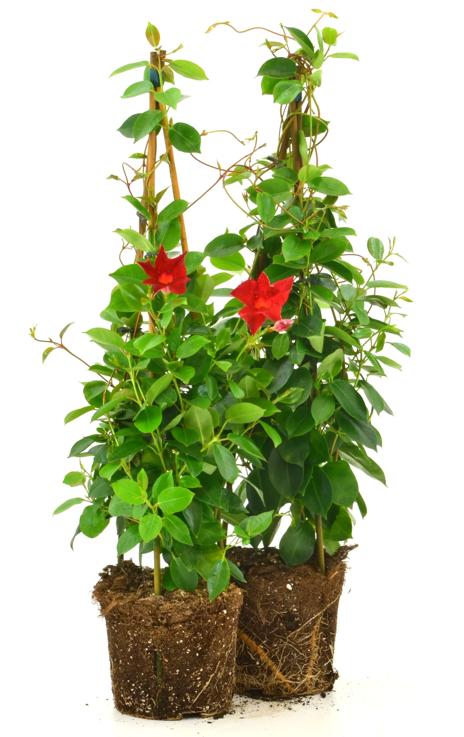 Bägarranka lat. Mandevilla sanderi Pyramid 70cm>Mäster Grön New