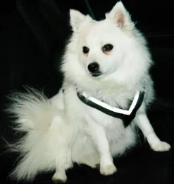 Biee Hund Aafe><noscript><img width=