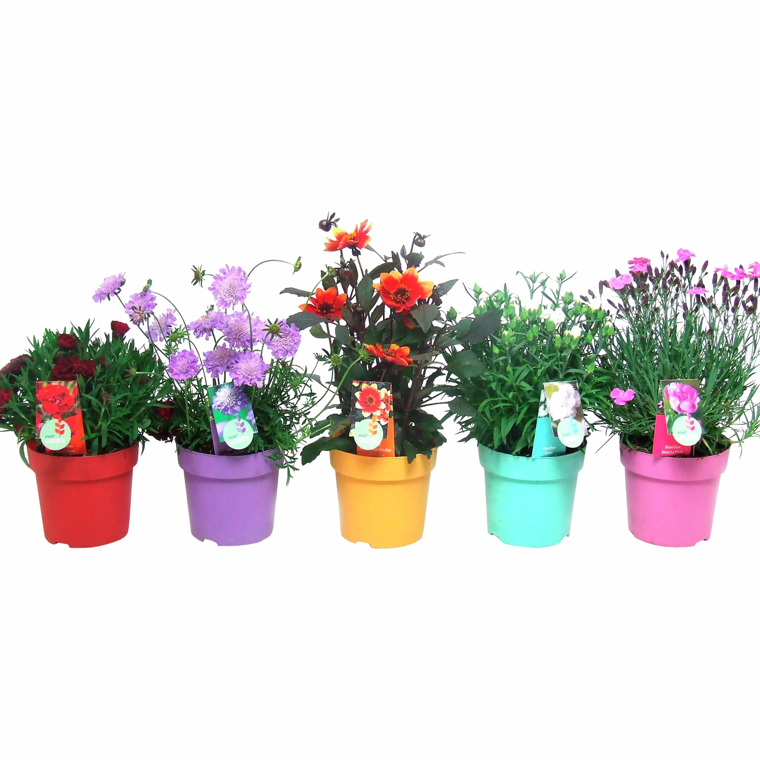 Bivänliga Blommor Beefriendly>Danblumen Outlet