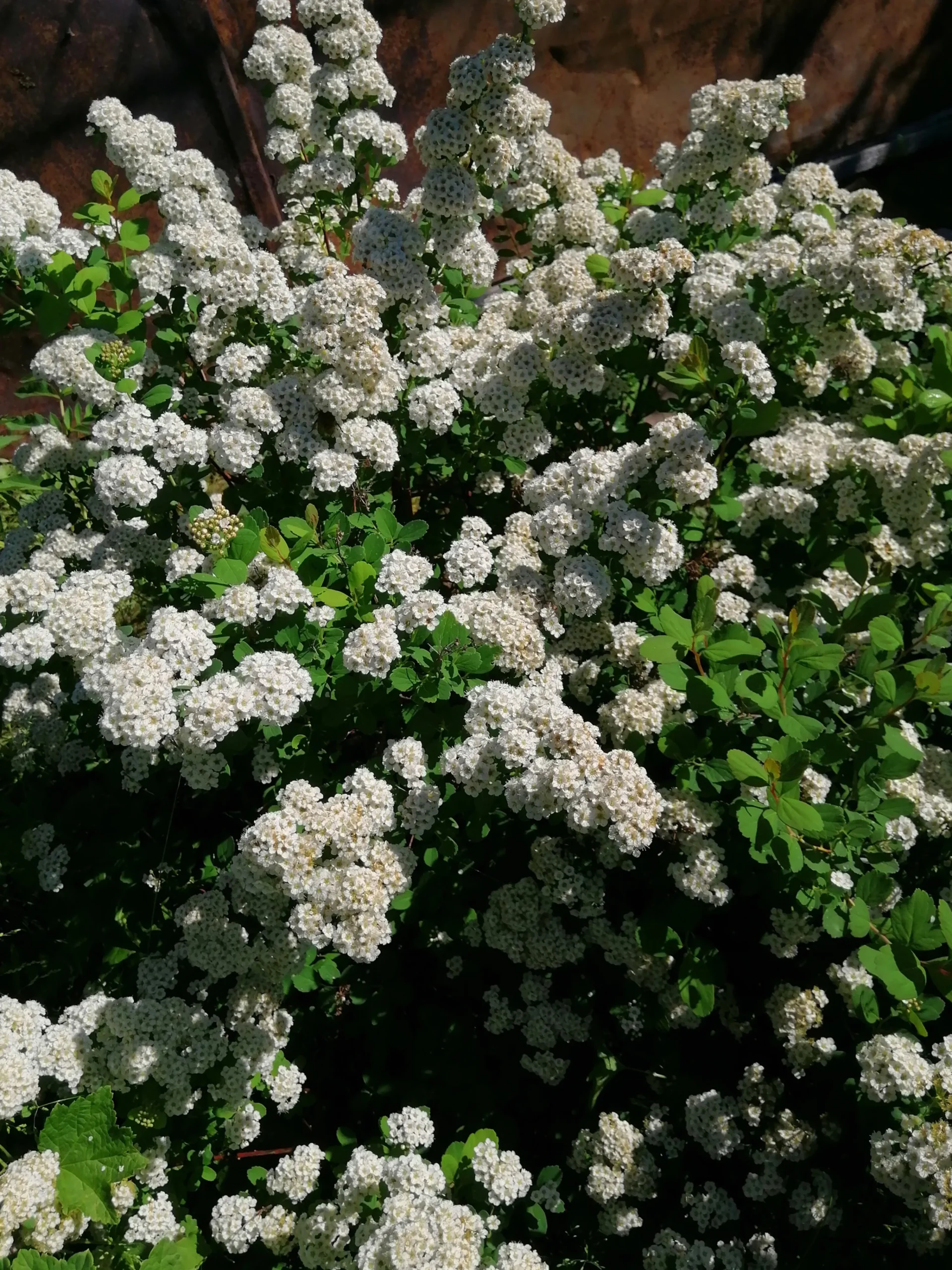 Björkspirea Barrotad>Omnia garden Online