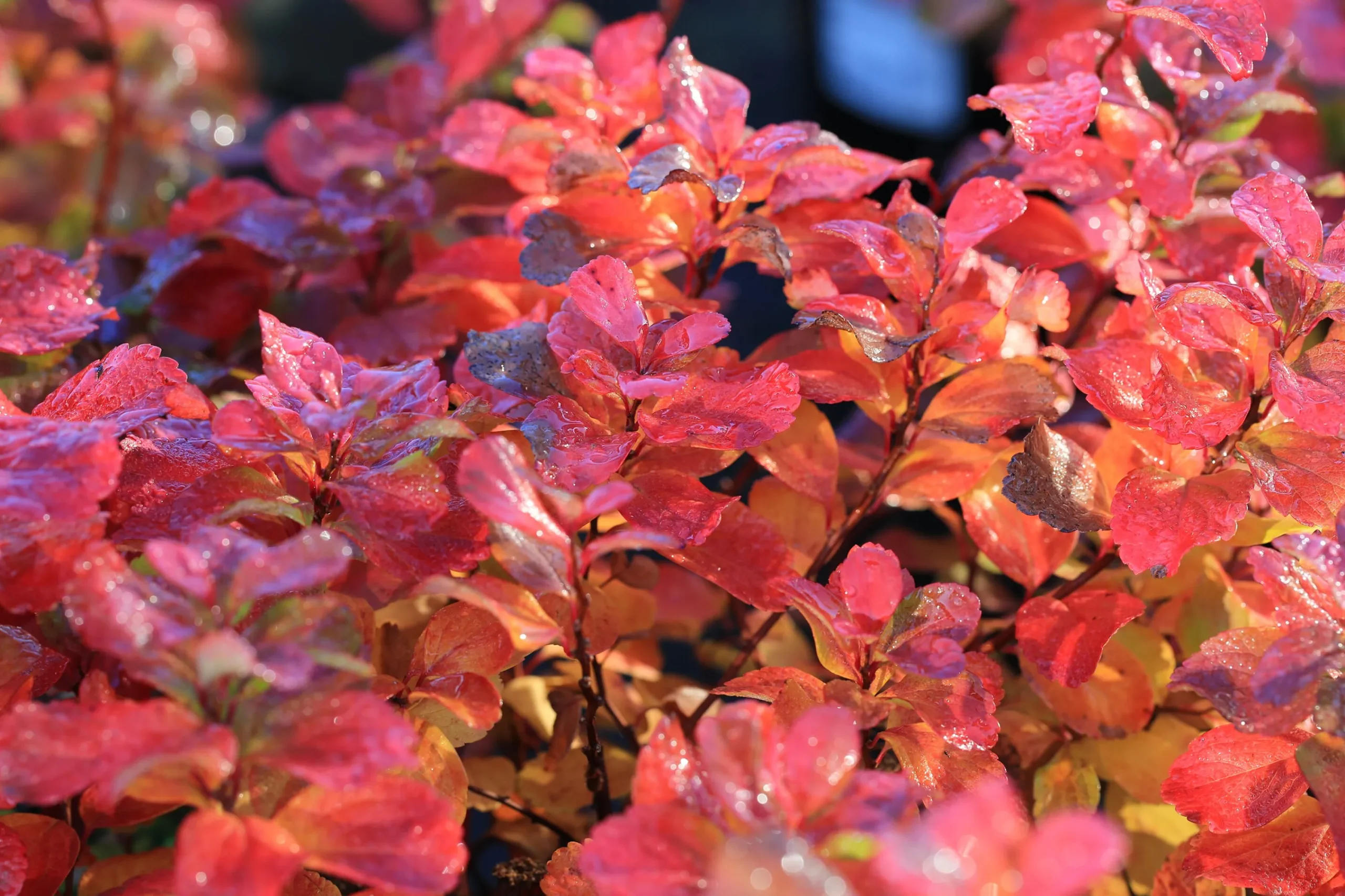 Björkspirea Barrotad>Omnia garden Online