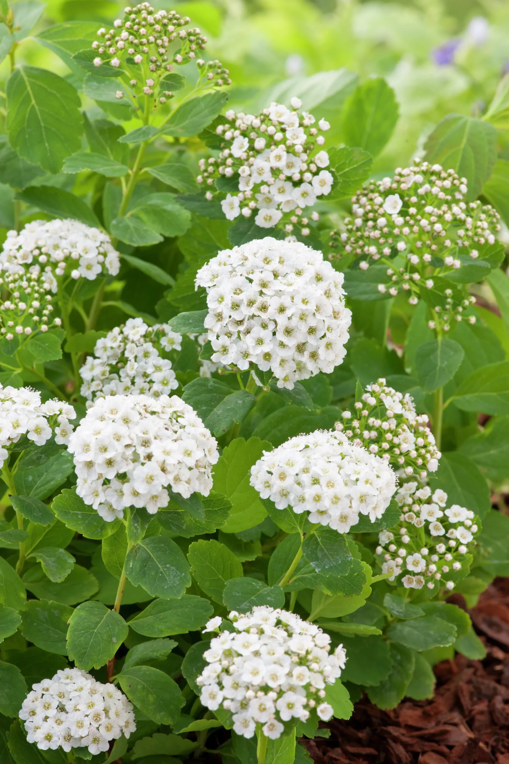 Björkspirea Barrotad>Omnia garden Online