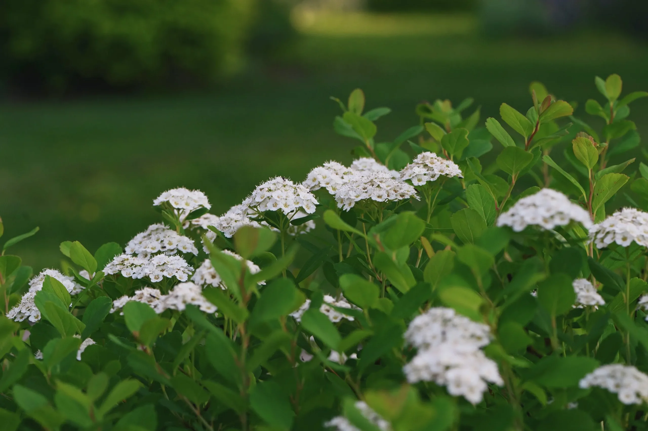 Björkspirea 'Tor' Certifierad Krukodlad>Omnia garden Discount