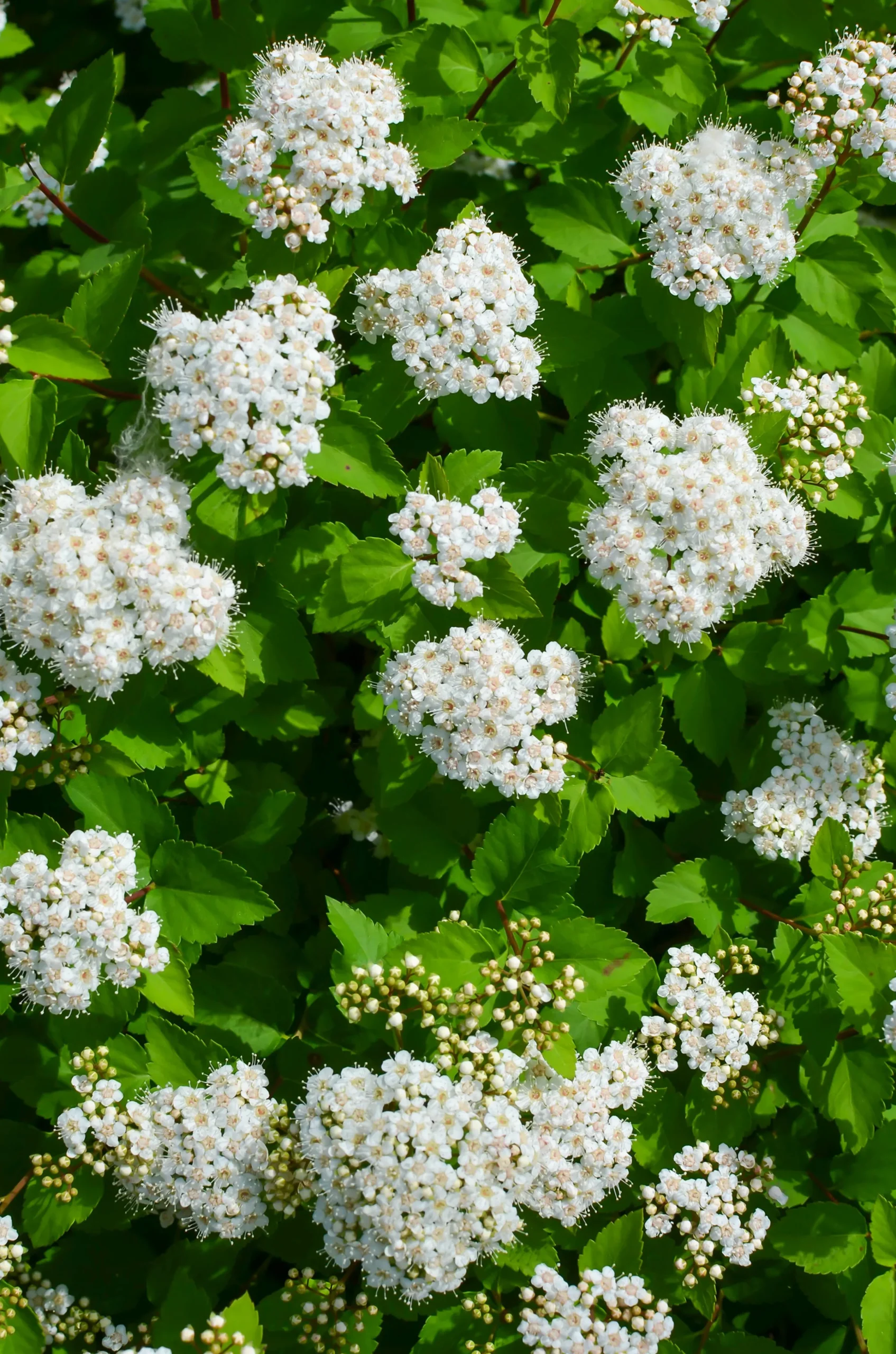 Björkspirea 'Tor' Certifierad Krukodlad>Omnia garden Discount