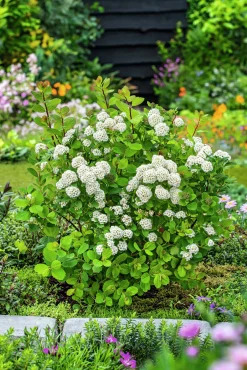 Björkspirea 'Tor' Certifierad Krukodlad><noscript><img width=