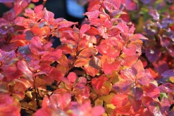 Björkspirea 'Tor' Certifierad Krukodlad><noscript><img width=