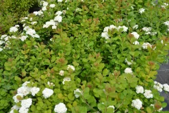 Björkspirea 'Tor' Certifierad Krukodlad><noscript><img width=