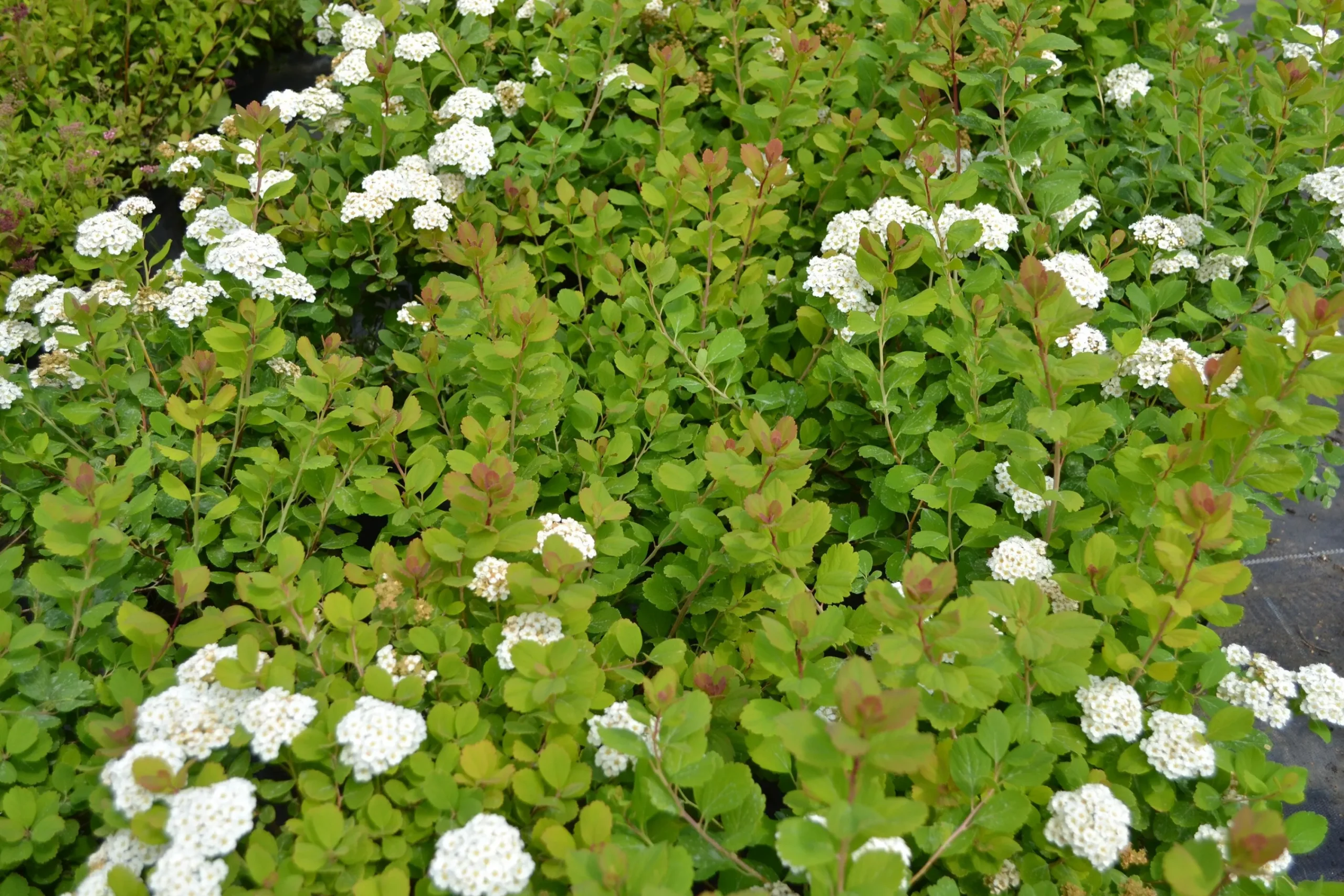 Björkspirea 'Tor' Certifierad Krukodlad>Omnia garden Discount