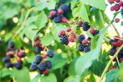 Björnbär 'Loch Tay'>Omnia garden Best