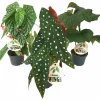 Bladbegonia Mix i 12cm kruka>Danblumen Sale