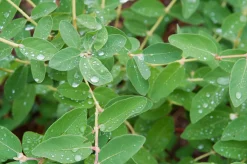 Blåbärstry 'Anja' Certifierad Krukodlad><noscript><img width=