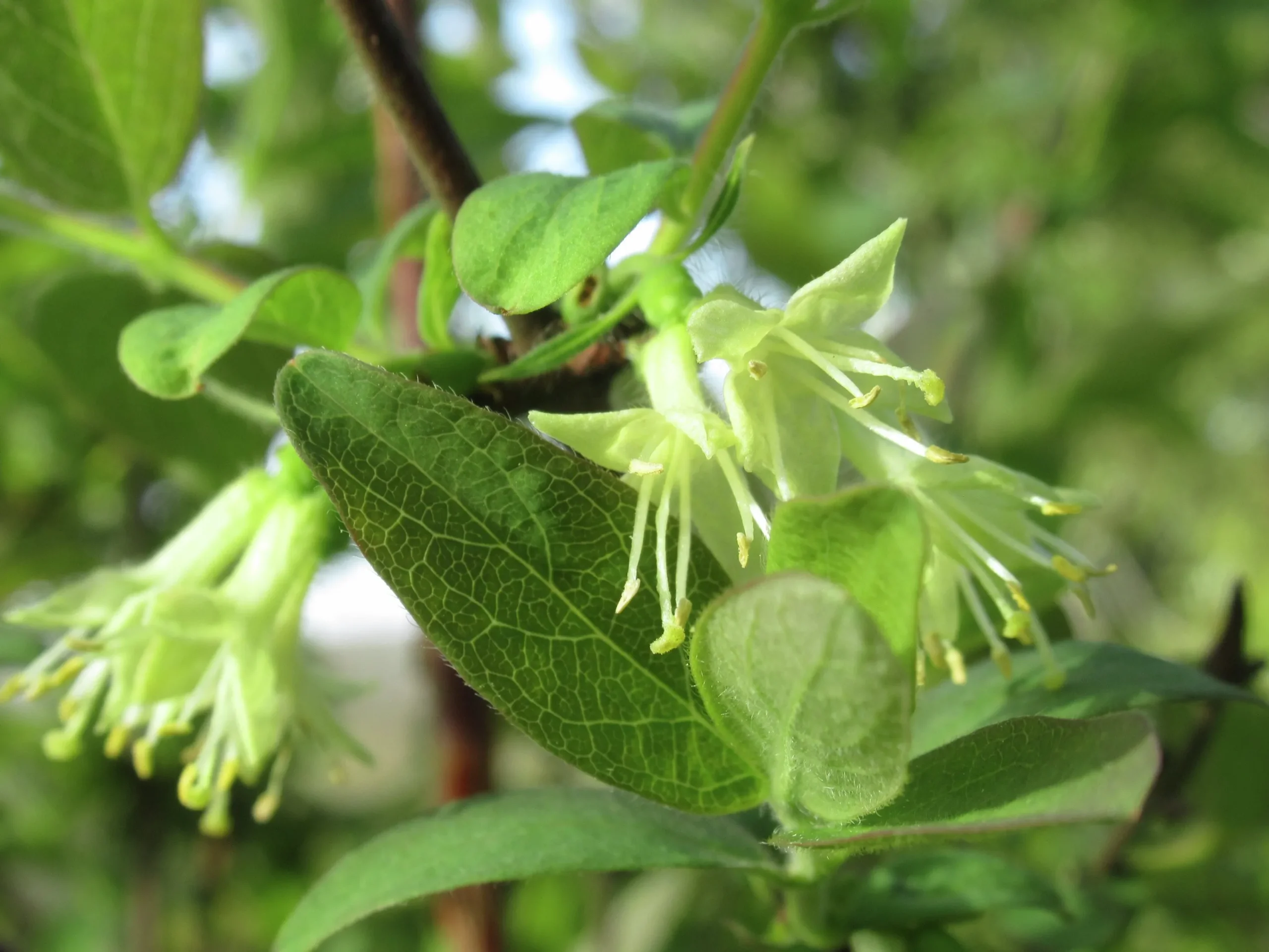 Blåbärstry 'Balalaika'>Omnia garden Best
