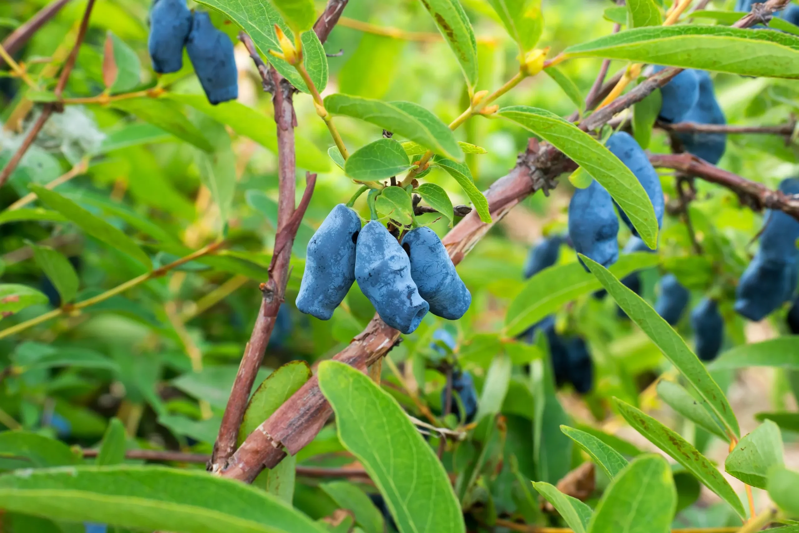 Blåbärstry 'Duet'>Omnia garden Clearance