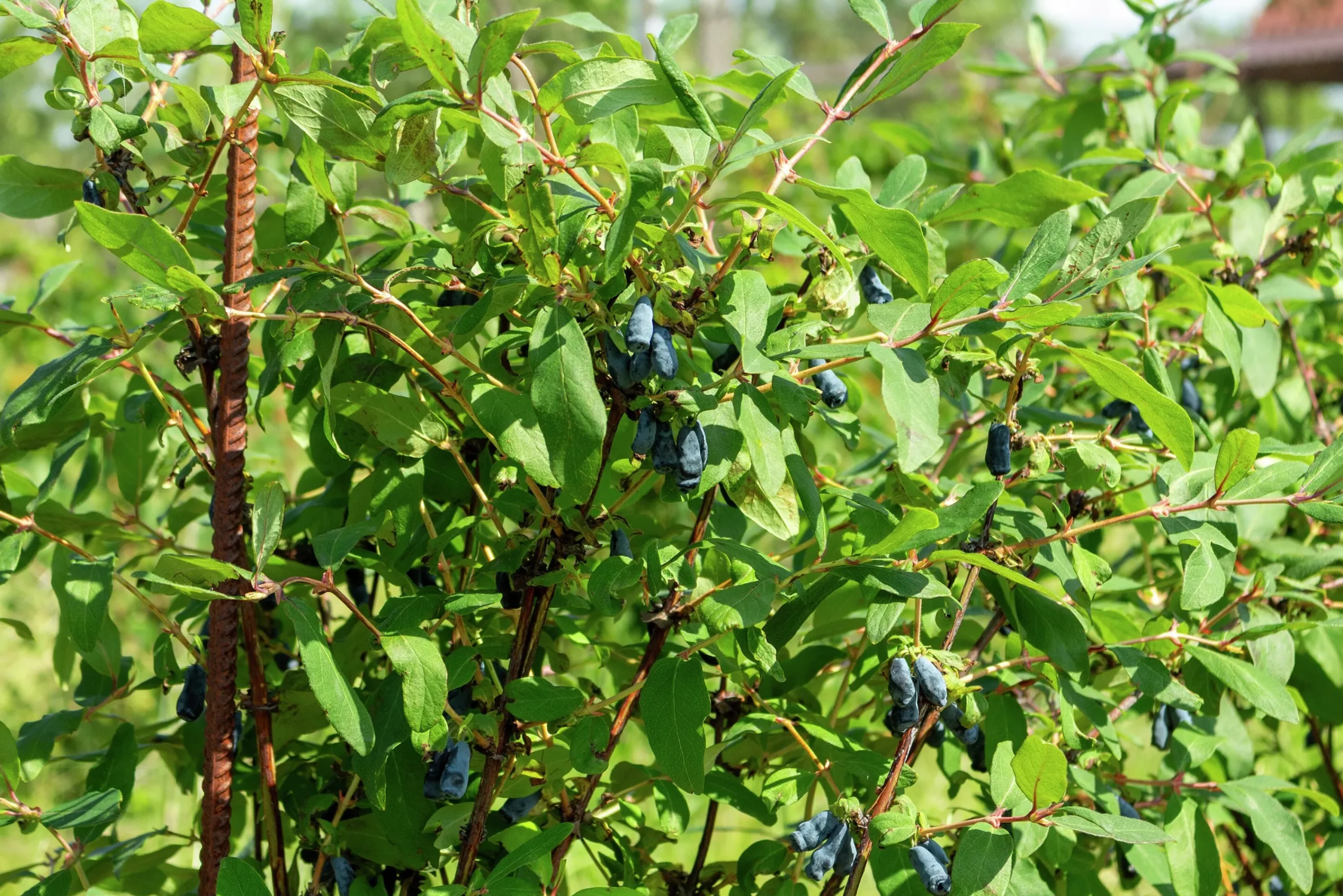 Blåbärstry 'Duet'>Omnia garden Clearance