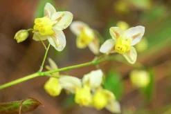 Blek sockblomma 'Sulphureum'>Omnia garden Hot