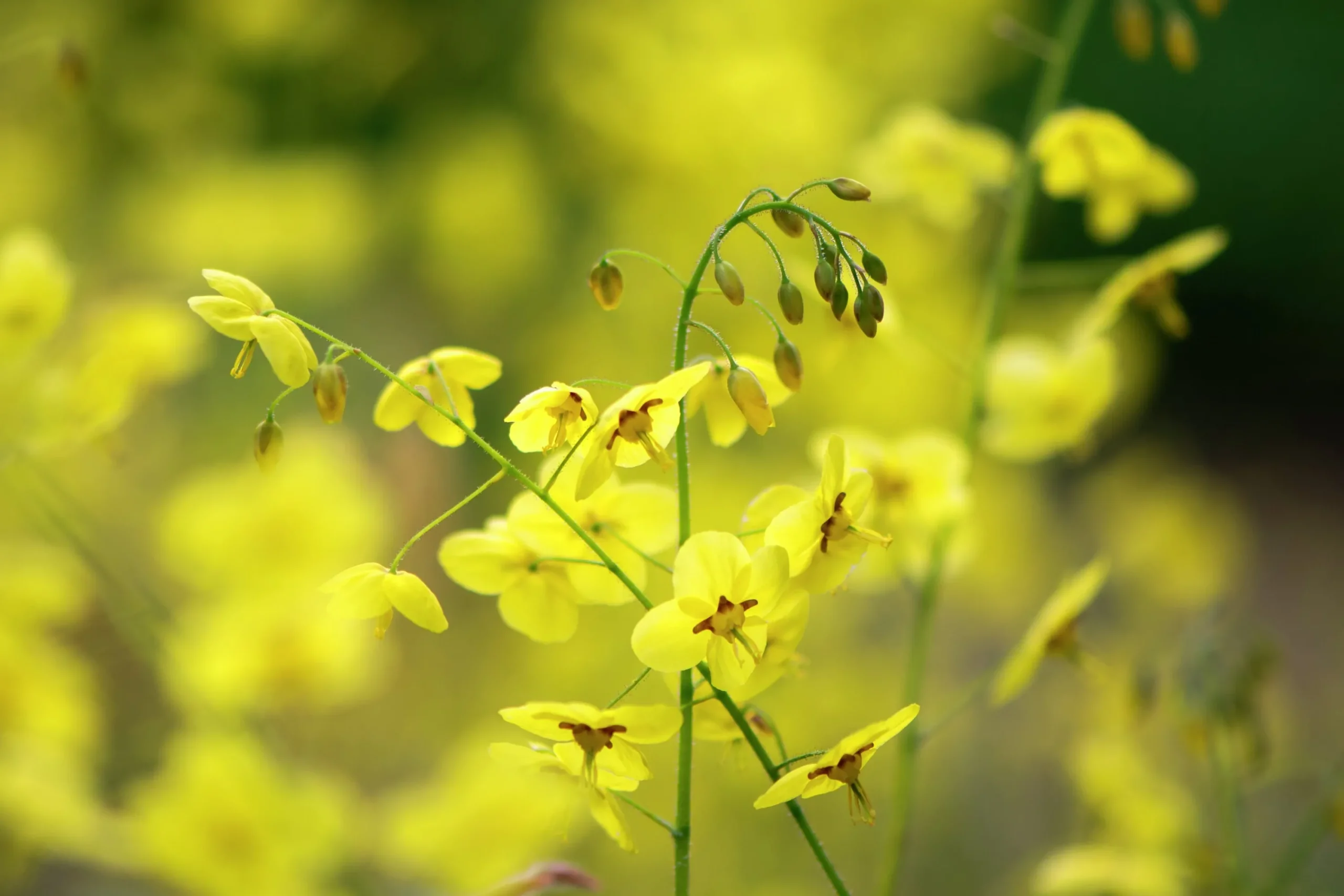 Blek sockblomma 'Sulphureum'>Omnia garden Hot