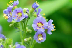 Blågull 'Humile'>Omnia garden Hot