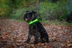 Blinkhalsband LED Gul Onesize 20-65cm>Dogman New