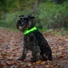 Blinkhalsband LED Rosa Onesize 20-65cm>Dogman Clearance