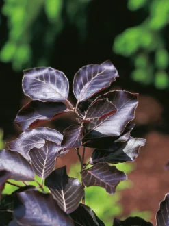 Blodbok klassisk>Omnia garden Hot