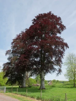 Blodbok 'Purpurea' Goliath Högstam Barrotad>Omnia garden Hot