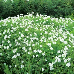 Blodnäva 'Album'>Omnia garden Best