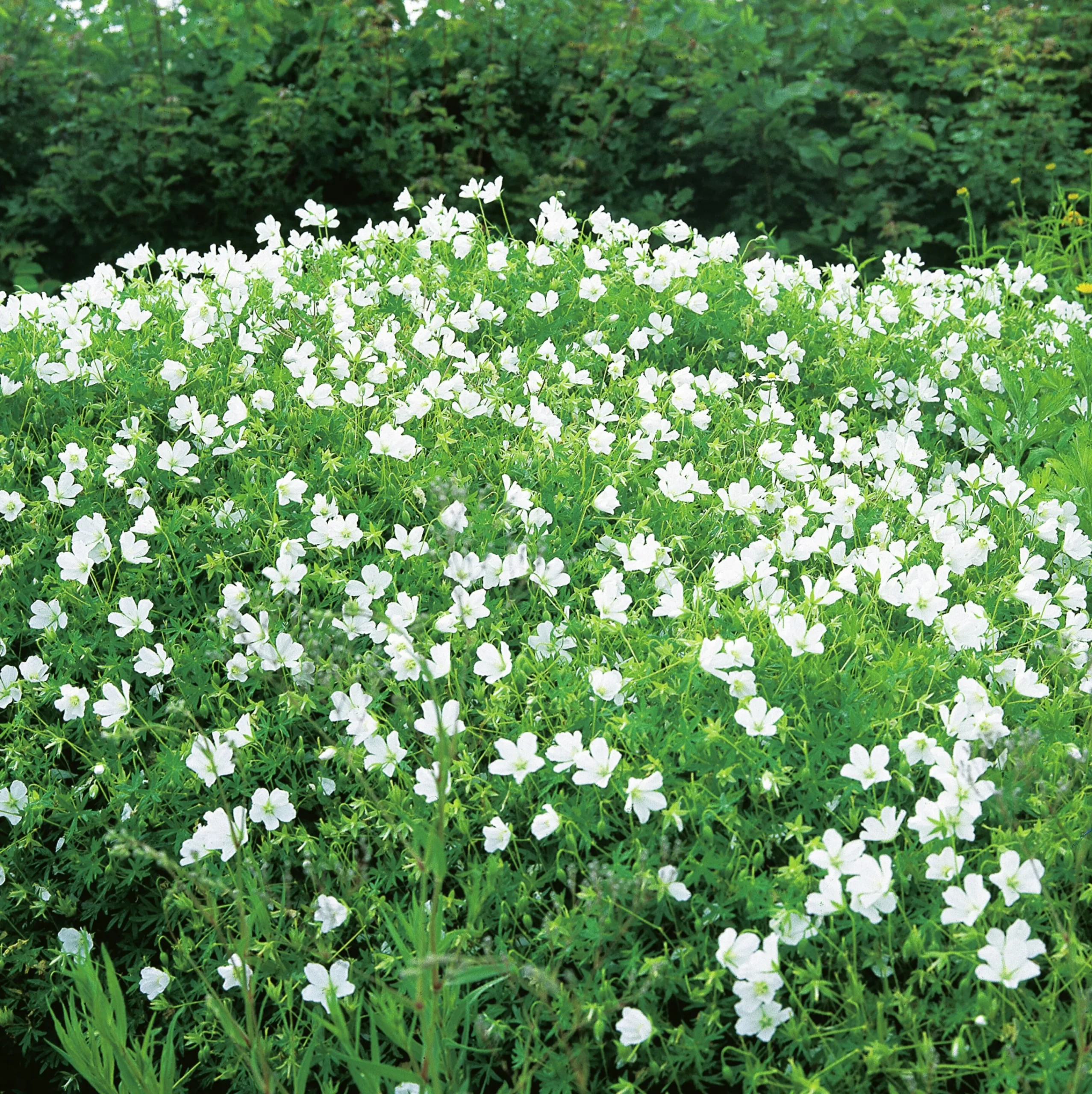 Blodnäva 'Album'>Omnia garden Best