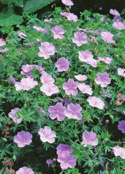Blodnäva 'Apfelblute'>Omnia garden Discount