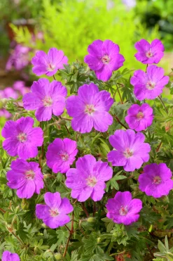 Blodnäva 'Max Frei'>Omnia garden Clearance