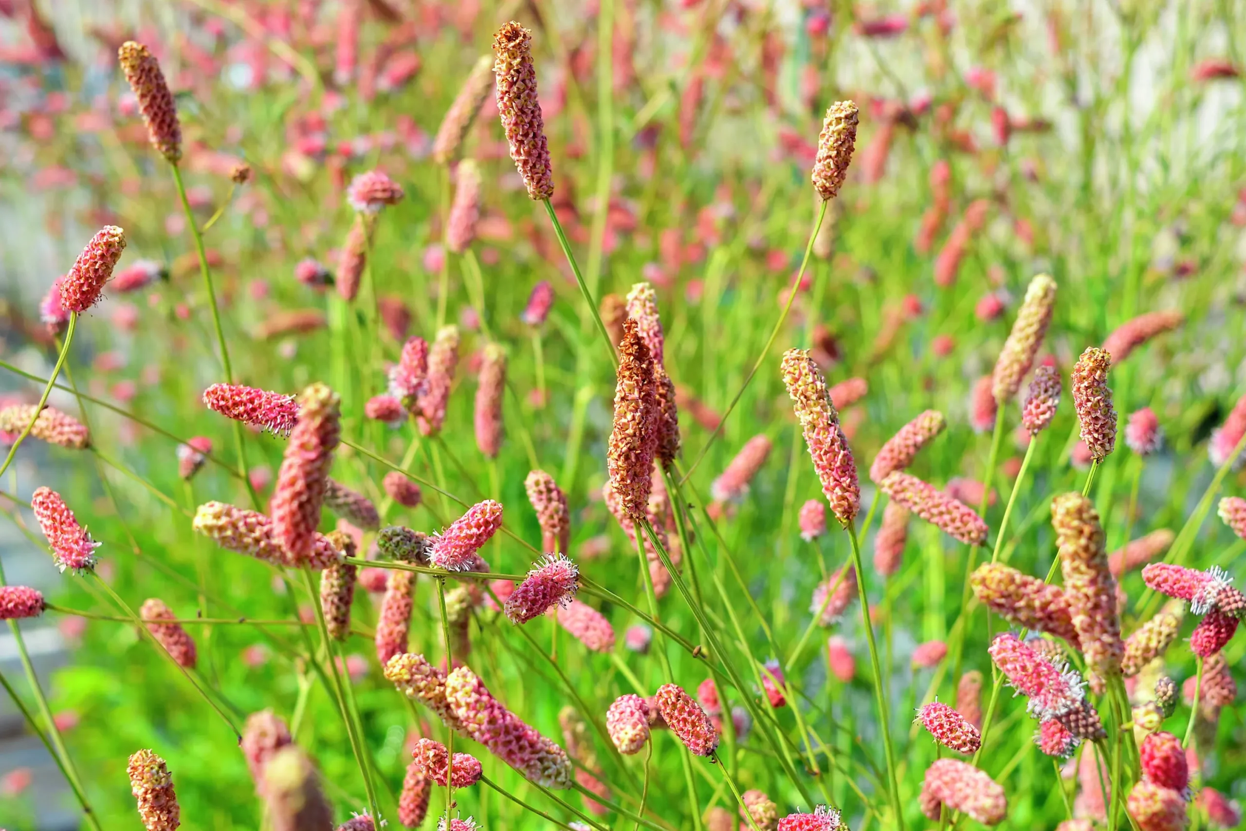 Blodtopp 'Pink Tanna'>Omnia garden Outlet