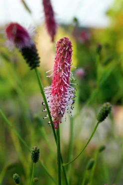 Blodtopp 'Pink Tanna'>Omnia garden Outlet