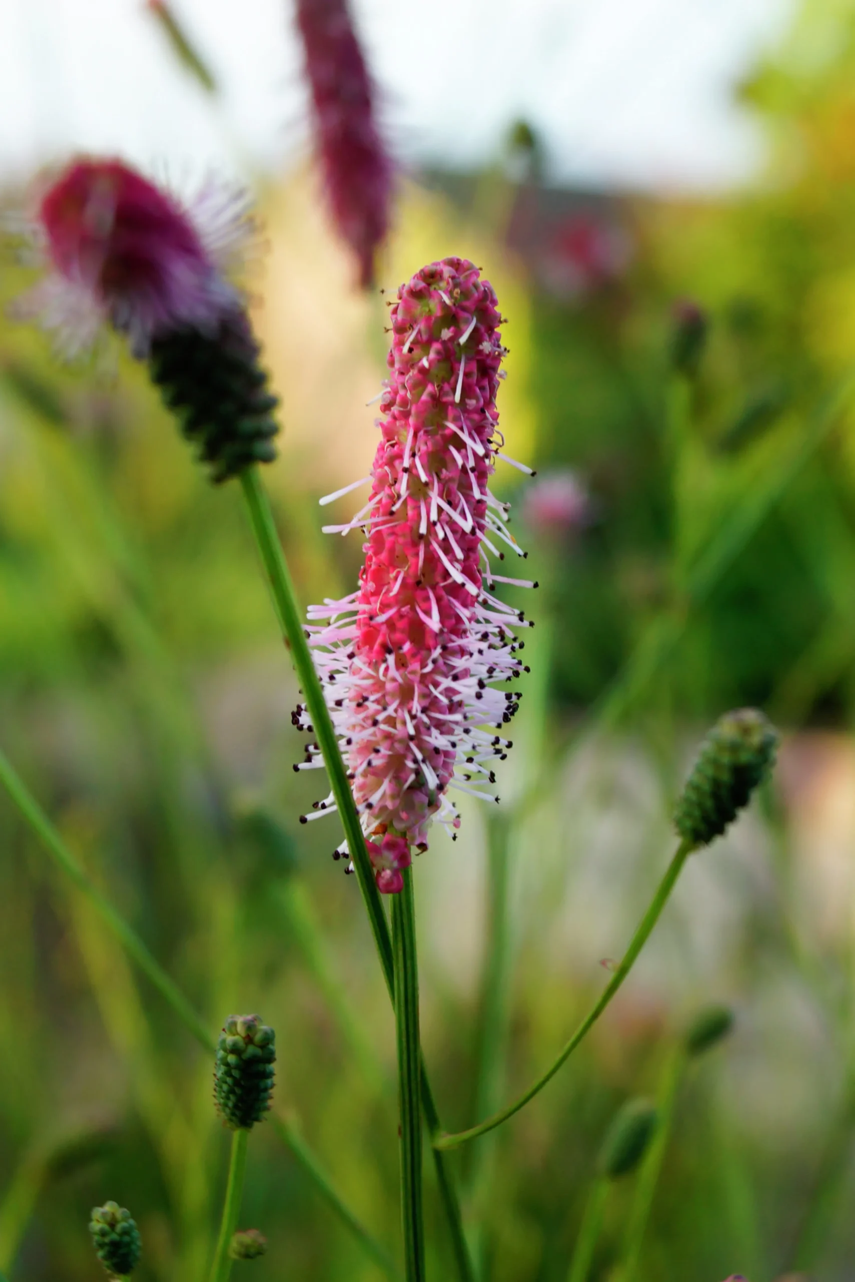 Blodtopp 'Pink Tanna'>Omnia garden Outlet