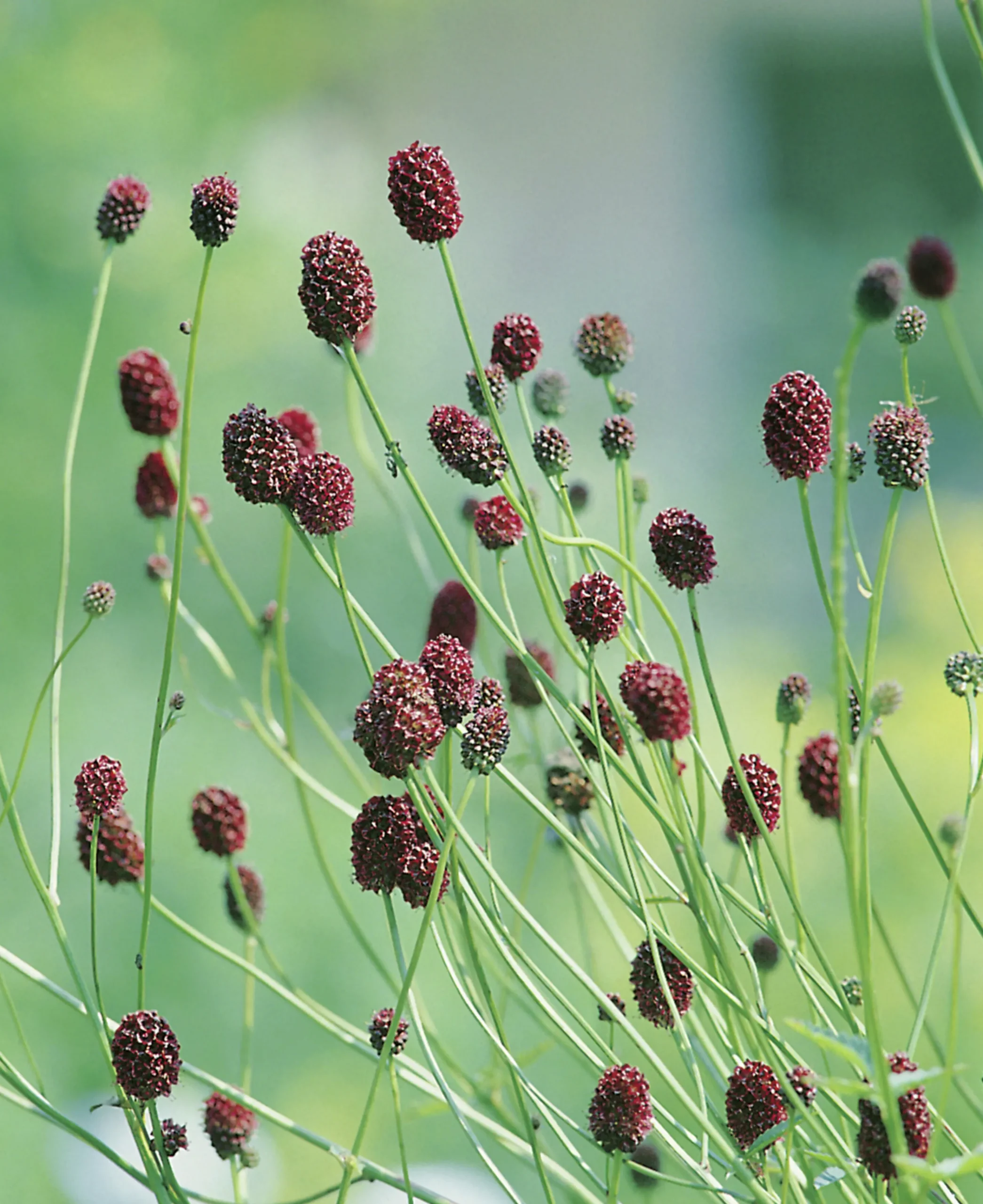 Blodtopp 'Tanna'>Omnia garden Best