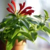 Blomjord Hasselfors 10L>Hasselfors Garden New