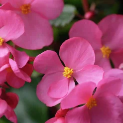Blomjord Hasselfors 10L>Hasselfors Garden New