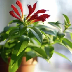 Blomjord Hasselfors 40L>Hasselfors Garden Clearance